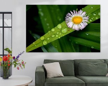 Im Garten nach dem Regen von Claude Laprise