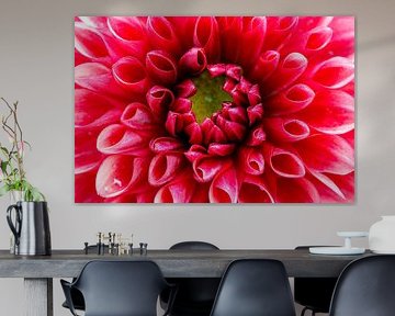 Fleur de dahlia rouge