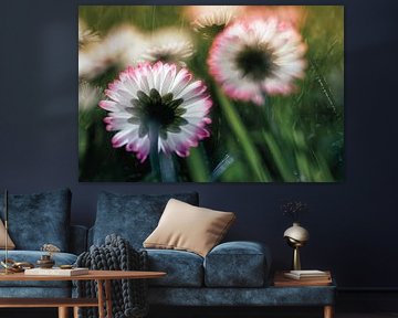 Im Märchenland der Gänseblümchen von Nicc Koch