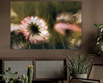 Im Traumland der Gänseblümchen von Nicc Koch