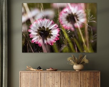 Im Zauberland der Gänseblümchen von Nicc Koch