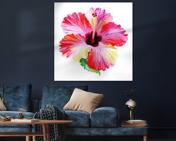 Hibiscus flower from Series A 01B