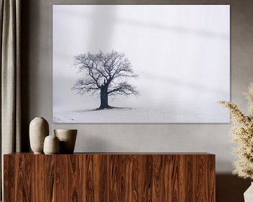 Le vieux chêne d'"400 jaar", dans la région du Weserbergland sur martin slagveld