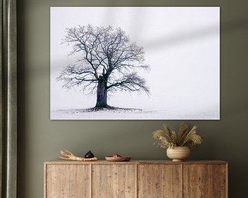 Vieux chêne (40 ans) dans le Weserbergland sur martin slagveld