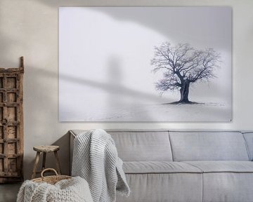 Vieux chêne (40 ans) dans le Weserbergland sur martin slagveld