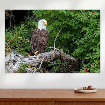 Ein amerikanischer Weißkopfseeadler sitzt auf einem verwitterten Baumstamm, umgeben von üppigem Grün in Alaska.
