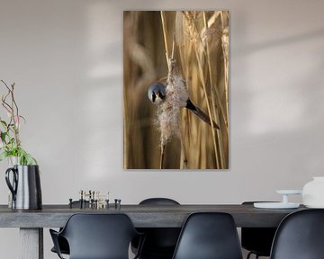 Der intensive Blick eines Bartmännchens auf eine Schilfzigarre