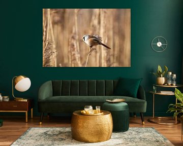 Bearded man on a reed plume