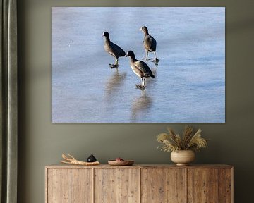 Meerkoeten wollen Schlittschuh laufen