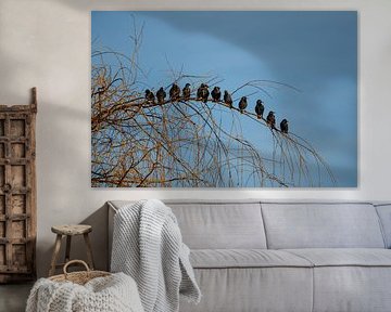 A row of starlings on a branch