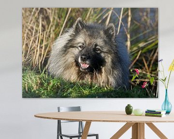 Wolfsspitz von Anne Ponsen