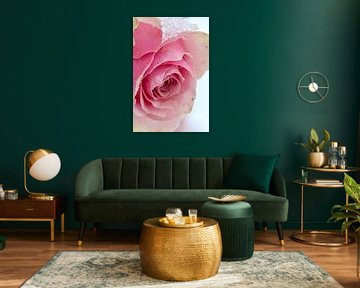 Roze roos in de sneeuw