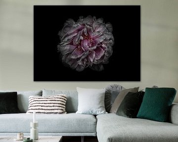 Backyard Flowers No 118 Color Version