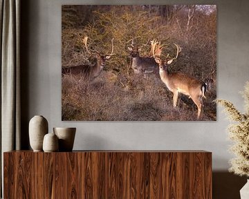 Des boucs au soleil sur Willemijn Wolthaus