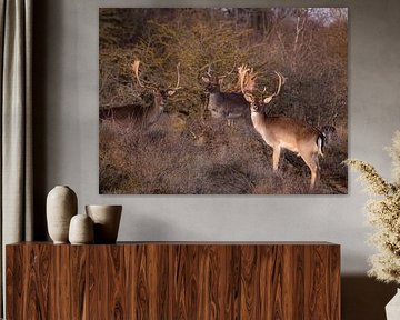 Bokken in het zonnetje van Willemijn Wolthaus