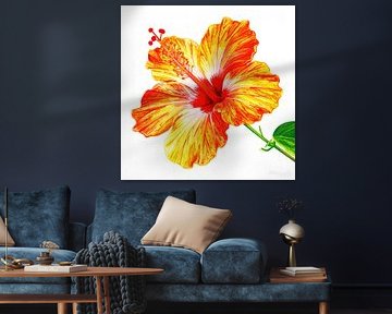 Schilderachtige hibiscusbloem uit serie A 02C van AidasignArt