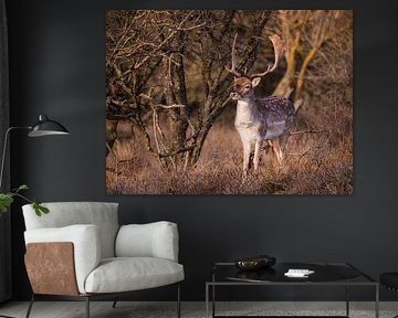 Fallow deer in the Amsterdamse Waterleidingduinen by Willemijn Wolthaus