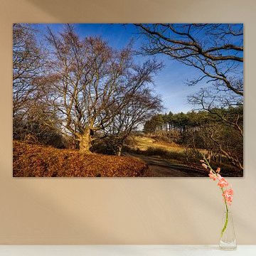 Wunderschöner Wald in den Dünen von Bergen