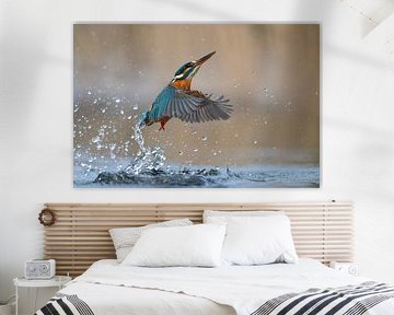 Eisvogel – Nicht immer ein Gewinn von Eisvogel.land - Corné van Oosterhout