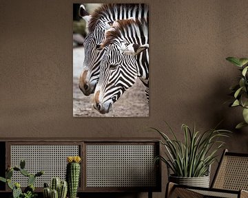 Zebras von Victor van Dijk