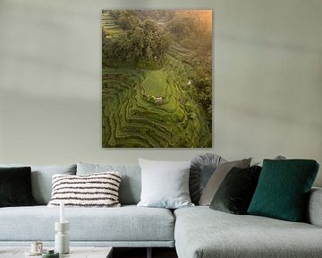 Rice terraces in Bali in the golden evening light by Ewold Kooistra