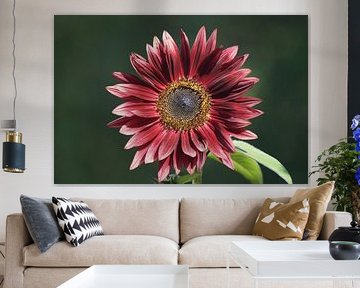 Sunflower with red blossom