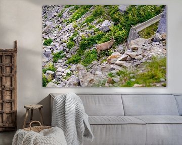 Unberührte alpine Wildnis in den Schweizer Alpen mit schroffen Gipfeln und rauer Natur. von Miriam Schwarzfischer Fotografie