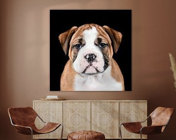 Sweet Continental Bulldog von Rüdiger Rohmann