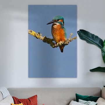 IJsvogel