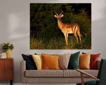 Impala in ochtendlicht van FotovandeGraaff Wildlife fotografie Afrika