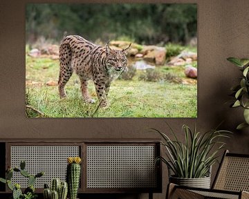 Lynx ibérique Lynx pardinus