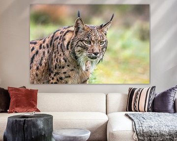 lynx ibérique  Lynx pardinus