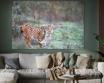 Lynx pardel Lynx pardelus