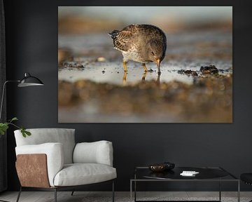 Purple sandpiper at the waterline