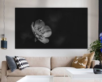 Buttercup in black and white by Elke van Putten