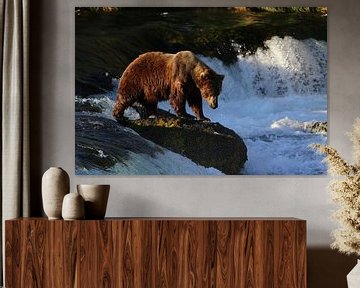 Brown bear in Alaska by Jos Hug