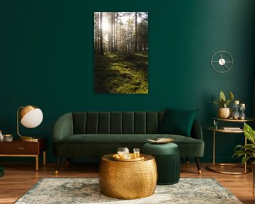 Sanftes Morgenlicht auf einem grünen Moosteppich im Wald von Geert Van Baelen