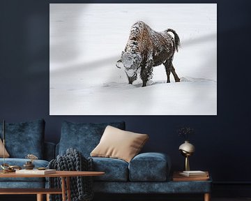 Bison im Schnee von Dick Hoogenboom