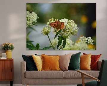 Painted Lady butterfly on a white flower