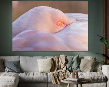 Caught in pink tranquillity - Greater Flamingo by Triki Photography