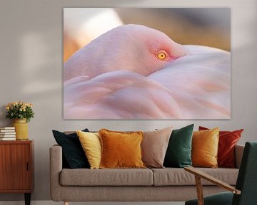 In pink tranquillity - Greater Flamingo by Triki Photography