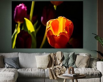 Tulpen in de schaduw met zoneffect van Patrice Schmitz - Pictures by Patrice
