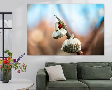 Lieveheersbeestje in winterslaap op sneeuwbal van Patrice Schmitz - Pictures by Patrice