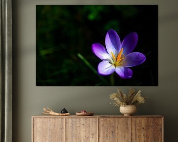 Krokussen in zon en schaduw van Patrice Schmitz - Pictures by Patrice