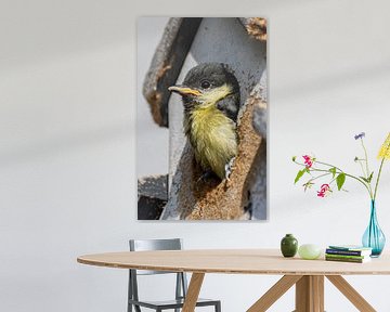 Jeune mésange charbonnière sur Paul Veen