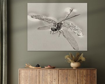 Libelle im See von Detlef Schöler Fotografie