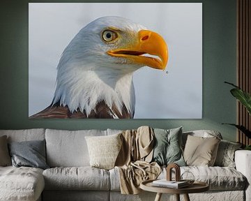 Witkopzeearend van Detlef Schöler Fotografie