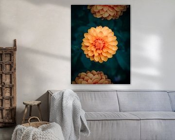 Floraison éclatante – Une explosion de couleurs et de symétrie sur Rosalie Photography & Prints