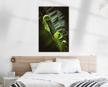 Die Kraft des Entfaltens – Botanische Spiralen von Rosalie Photography & Prints