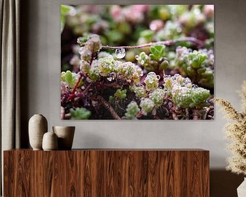 Sedum met dauw en waterdruppels van Patrice Schmitz - Pictures by Patrice